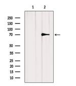 HnRNP Q Antibody in Western Blot (WB)