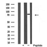 HnRNP Q Antibody in Western Blot (WB)