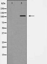 EphB1 Antibody in Western Blot (WB)