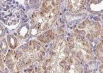 EphA3 Antibody in Immunohistochemistry (Paraffin) (IHC (P))