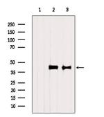 RBMX Antibody in Western Blot (WB)