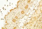 KEAP1 Antibody in Immunohistochemistry (Paraffin) (IHC (P))