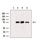 KEAP1 Antibody in Western Blot (WB)