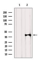 hnRNP A1 Antibody in Western Blot (WB)