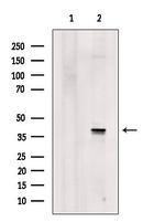 hnRNP A1 Antibody in Western Blot (WB)