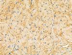 EphB4 Antibody in Immunohistochemistry (Paraffin) (IHC (P))