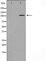 EphB4 Antibody in Western Blot (WB)