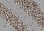 Kir6.2 (KCNJ11) Antibody in Immunohistochemistry (Paraffin) (IHC (P))