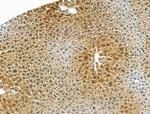 CMKLR1 Antibody in Immunohistochemistry (Paraffin) (IHC (P))