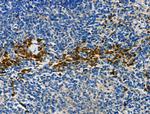 CMKLR1 Antibody in Immunohistochemistry (Paraffin) (IHC (P))