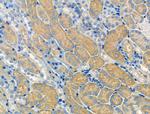 QRFPR Antibody in Immunohistochemistry (Paraffin) (IHC (P))