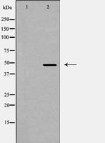 QRFPR Antibody in Western Blot (WB)