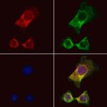 PERK Antibody in Immunocytochemistry (ICC/IF)