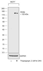 PERK Antibody