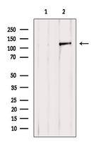 PERK Antibody in Western Blot (WB)