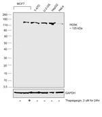 PERK Antibody in Western Blot (WB)