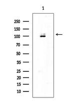 PERK Antibody in Western Blot (WB)