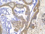 KChIP3 Antibody in Immunohistochemistry (Paraffin) (IHC (P))