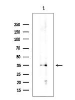 KChIP3 Antibody in Western Blot (WB)