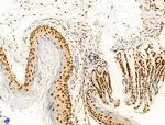 PIASy Antibody in Immunohistochemistry (Paraffin) (IHC (P))