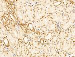 PIASy Antibody in Immunohistochemistry (Paraffin) (IHC (P))