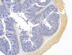 ACTA1 Antibody in Immunohistochemistry (Paraffin) (IHC (P))