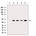 ACTA1 Antibody in Western Blot (WB)