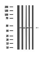 ACTA1 Antibody in Western Blot (WB)