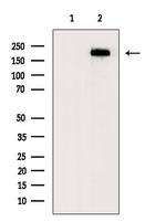 Fibronectin Antibody in Western Blot (WB)