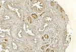 FAP Antibody in Immunohistochemistry (Paraffin) (IHC (P))