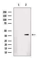 hnRNP D Antibody in Western Blot (WB)