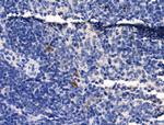 HTR1A Antibody in Immunohistochemistry (Paraffin) (IHC (P))