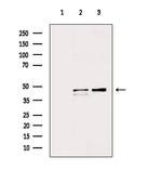 HTR1A Antibody in Western Blot (WB)