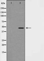 Cyclin E2 Antibody in Western Blot (WB)