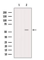 GLUT3 Antibody in Western Blot (WB)