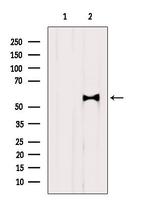 GLUT3 Antibody in Western Blot (WB)