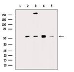 GLUT3 Antibody in Western Blot (WB)