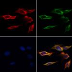 RhoH Antibody in Immunocytochemistry (ICC/IF)