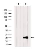 RhoH Antibody in Western Blot (WB)