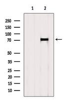 HDAC10 Antibody in Western Blot (WB)