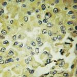 IkB epsilon Antibody in Immunohistochemistry (Paraffin) (IHC (P))