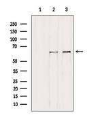 PDPK1 Antibody in Western Blot (WB)