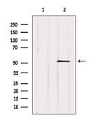 MiTF Antibody in Western Blot (WB)