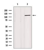 ATP1A1 Antibody in Western Blot (WB)