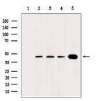 hnRNP C1/C2 Antibody in Western Blot (WB)