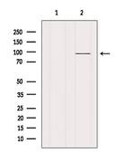 VAV1 Antibody in Western Blot (WB)