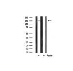 PLCG1 Antibody in Western Blot (WB)