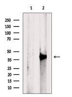 MKP1/MKP2 Antibody in Western Blot (WB)