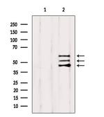 SHC Antibody in Western Blot (WB)