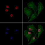 JNK1/JNK2/JNK3 Antibody in Immunocytochemistry (ICC/IF)